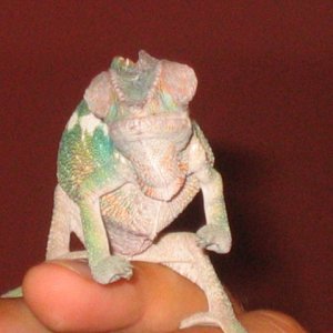 ChameleonFrontView
