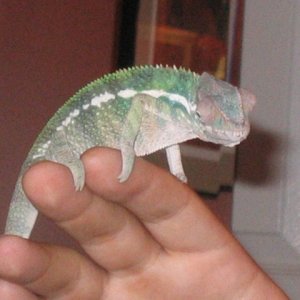 ChameleonSideView2