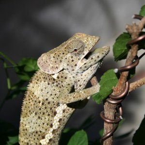 Male Flaped-neck