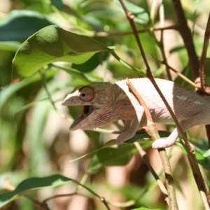 female panther