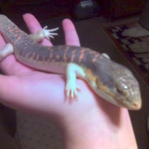 Rob my Schnieder Skink
