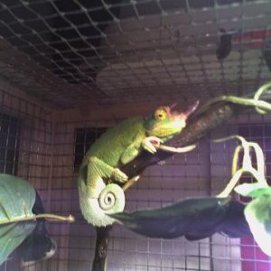 hanging out