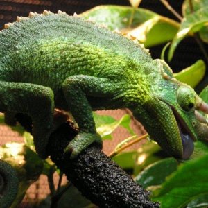 Borat drinking water off leaves