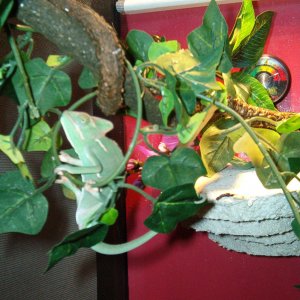 Karma Chameleon