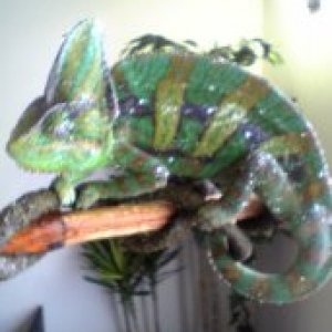 alfonso
