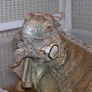 Oscar - my friends iguana