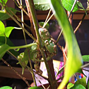 Hatchling