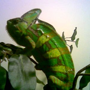 Image009
