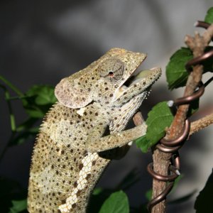 Marvin