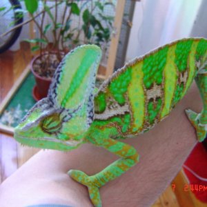 YOSHI