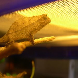 Dot basking