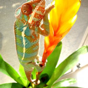 Backlit