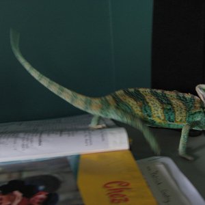 IMG_0248