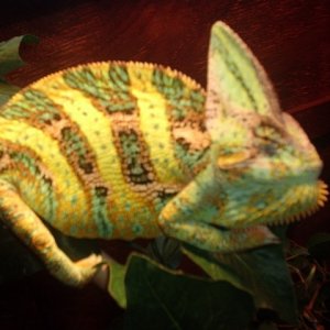Veiled Chameleon Male "Banana's"