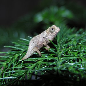 R. Spectrum Hatchling