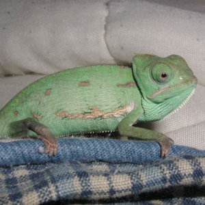 Stuey on my bed