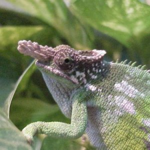 Male Fischer's Chameleon