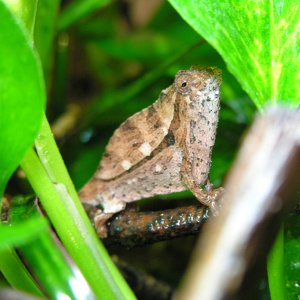 F1 Female R. brev