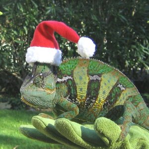 Conan with Santa Hat