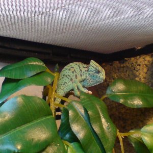 Morning Grumpy