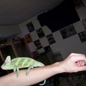 male veild