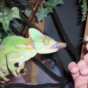 female veild