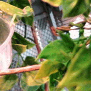 Chameleon eating fly