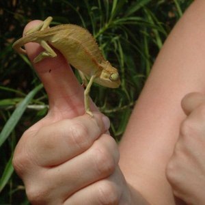 Wild Ugandan Chameleon
