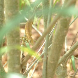 Cassava Bush Chameleon