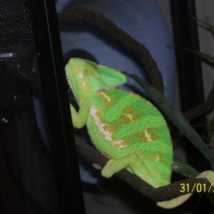 My Female Veiled