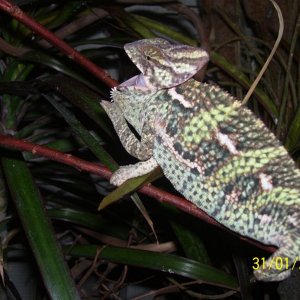 Male Veiled Chameleon