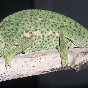 cham025