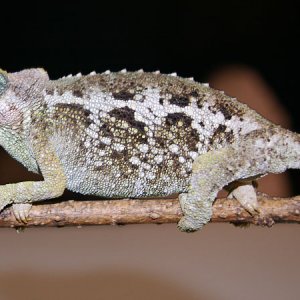 Female jacksonii merumontanus