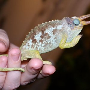 male jacksonii merumontanus