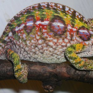 carpet lat female gravid