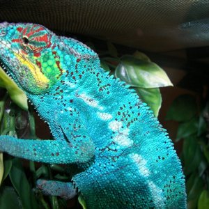 Not easy being blue