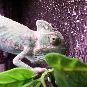 veiled drinking