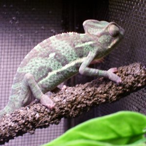 female veild 3-4 months