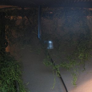 Misting