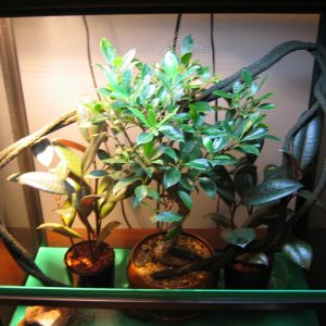 Baby Ambilobe Enclosure