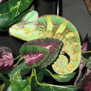 Chami