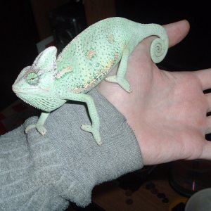 Samael's First Day Home