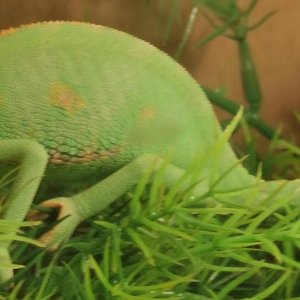 Yelina Veiled chameleon