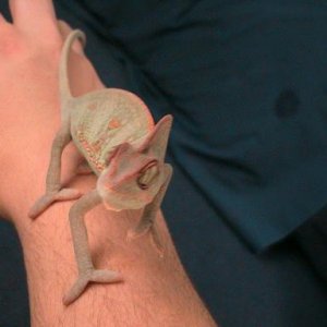 Climbing up my arm