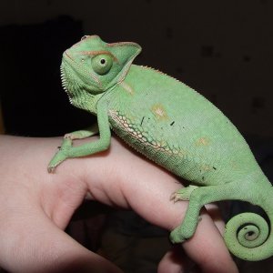 Yelina Veiled chameleon