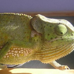 Artemis