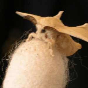 Silk Moth