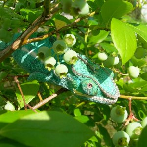 Cyrus waiting for the blueberries to ripen...