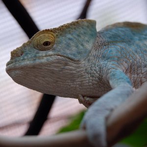 Parsonii