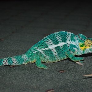 Oorana Mena